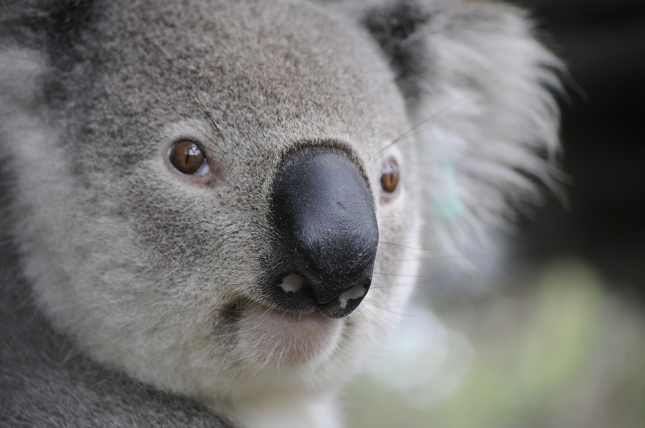 Koala, Gamta, Gyvūnai, Kojos, Australia, Šuniukas, Nemokamos Nuotraukos,  Nemokama Licenzija