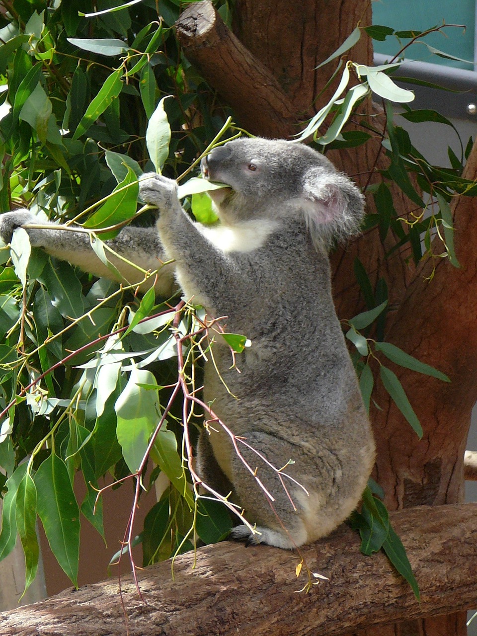 Koala, Australia, Zoologijos Sodas, Marsupial, Laukinė Gamta, Medis, Eukaliptas, Turėti, Žinduolis, Mielas