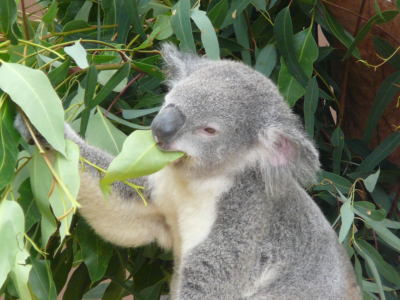 Koala, Australia, Zoologijos Sodas, Marsupial, Laukinė Gamta, Medis, Eukaliptas, Turėti, Žinduolis, Mielas