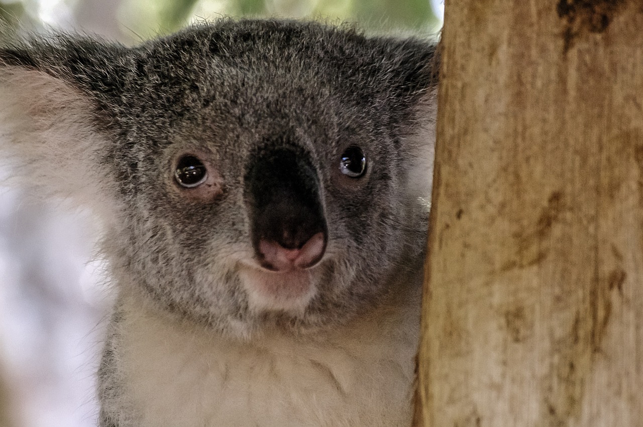 Koala, Turėti, Marsupial, Pilka, Pūkuotas, Piktograma, Australia, Gyvūnas, Mielas, Nemokamos Nuotraukos