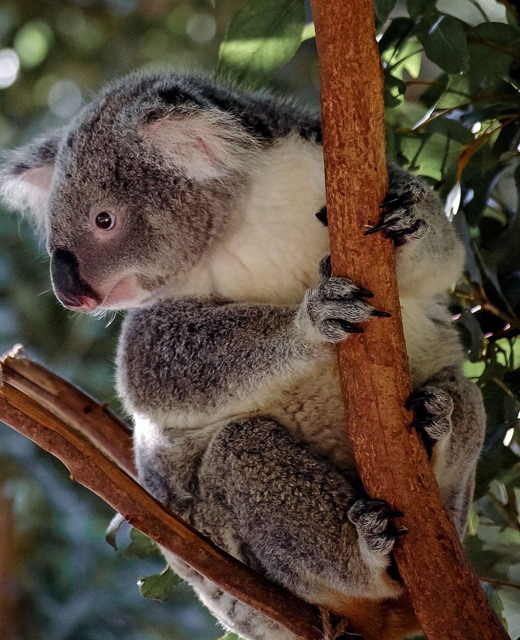 Koala, Turėti, Marsupial, Pilka, Pūkuotas, Piktograma, Australia, Gyvūnas, Mielas, Nemokamos Nuotraukos