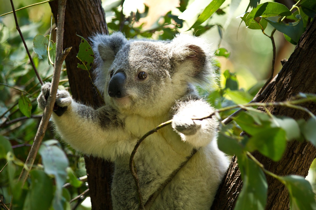 Koala, Turėti, Koala Bear, Laukiniai, Laukinė Gamta, Gyvūnas, Zoologijos Sodas, Šventykla, Gamta, Gyvenimas