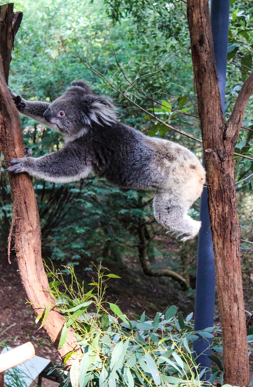 Koala, Gyvūnai, Australia, Fauna, Nemokamos Nuotraukos,  Nemokama Licenzija