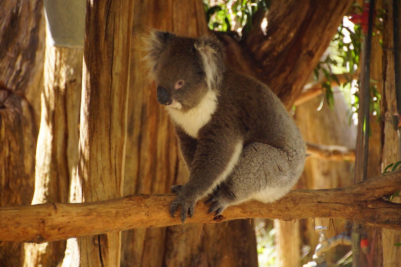 Koala, Turėti, Marsupial, Mielas, Bjaurus, Australia, Pliušas, Nacionalinis Parkas, Piktograma, Marsupials