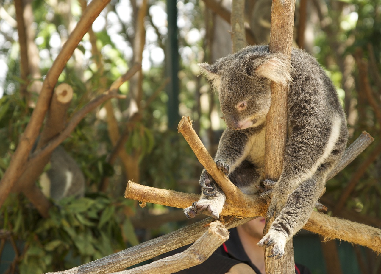 Koala, Tingumas, Pavargęs, Nemokamos Nuotraukos,  Nemokama Licenzija