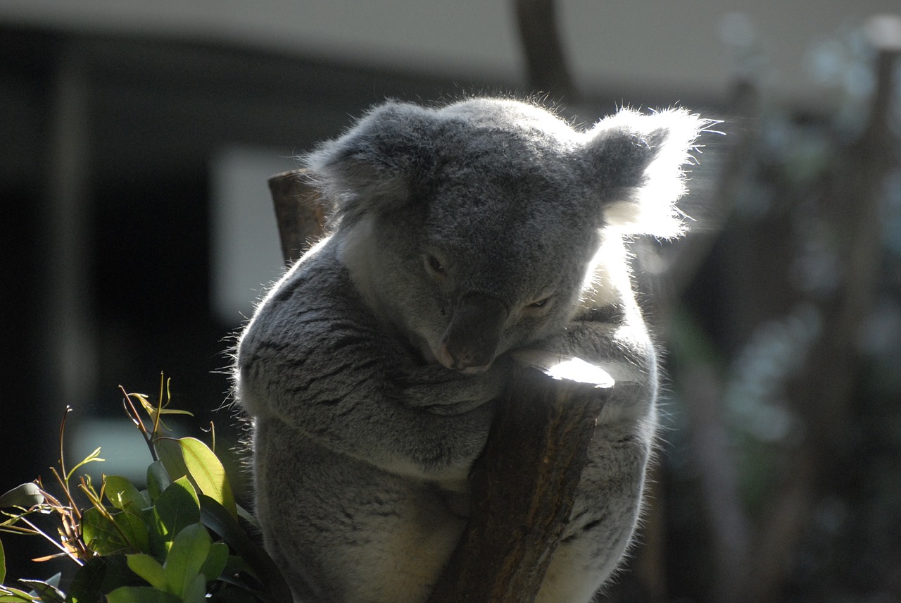 Koala, Zoologijos Sodas, Komfortas, Australijos Žmonės, Gyvūnas, Gamta, Nemokamos Nuotraukos,  Nemokama Licenzija