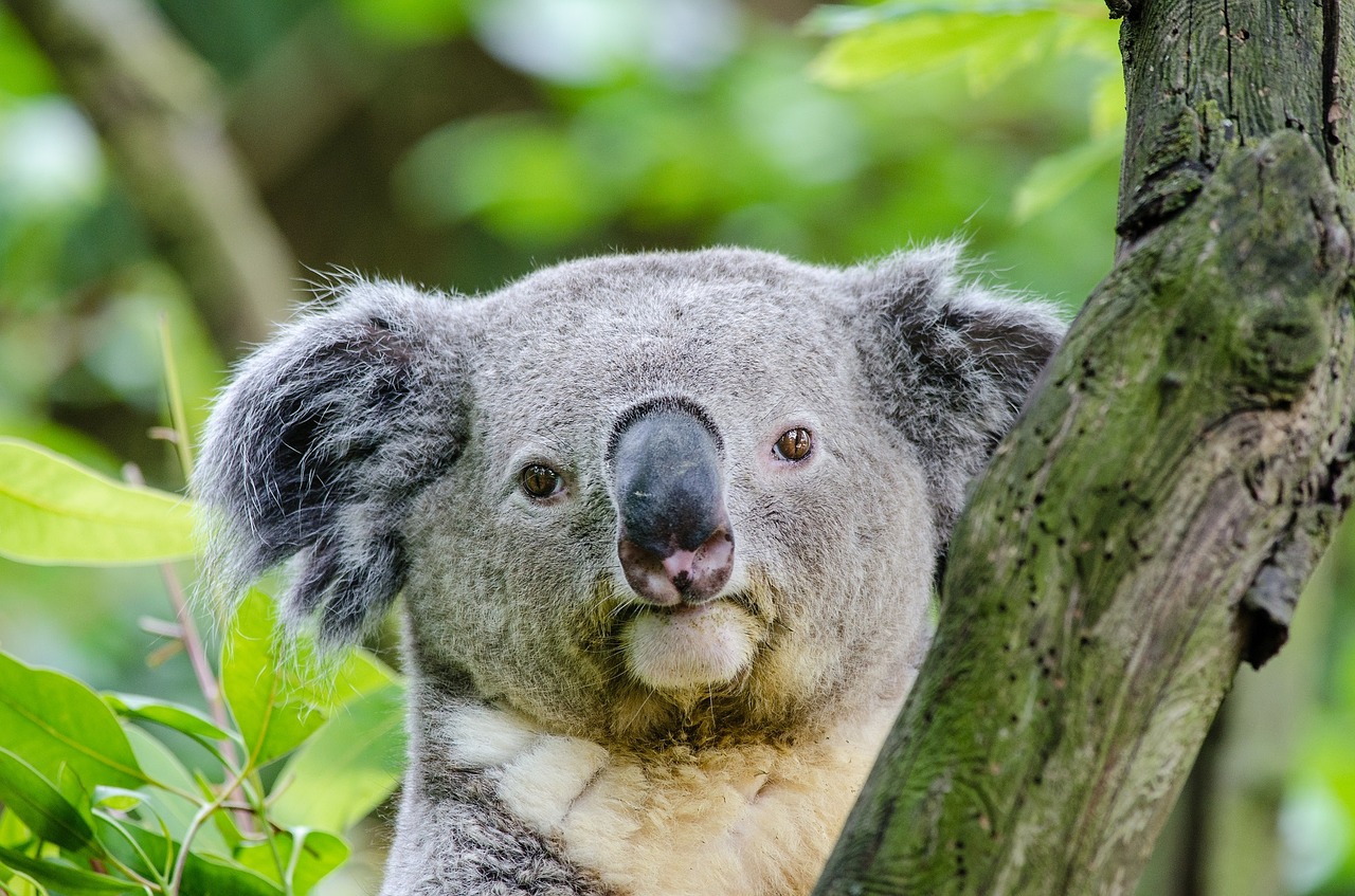 Koala, Turėti, Medis, Veidas, Galva, Sėdi, Sustingęs, Portretas, Pilka, Kailis