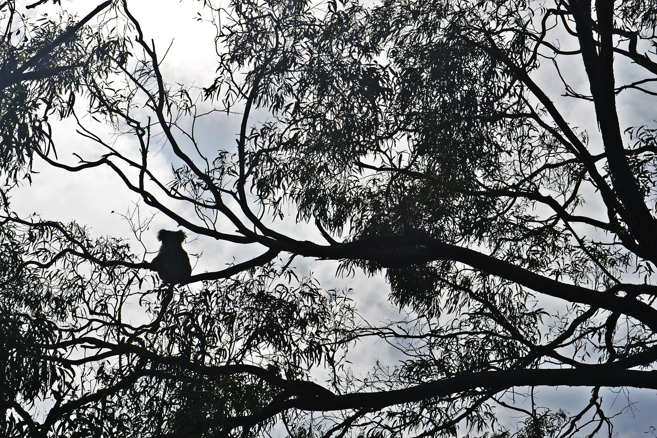 Koala, Raymond Sala, Australia, Eukaliptas, Eukalipto Medis, Koala Bear, Phascolarctos Cinereus, Buveinė, Medžio Viršūnė, Baldakimas