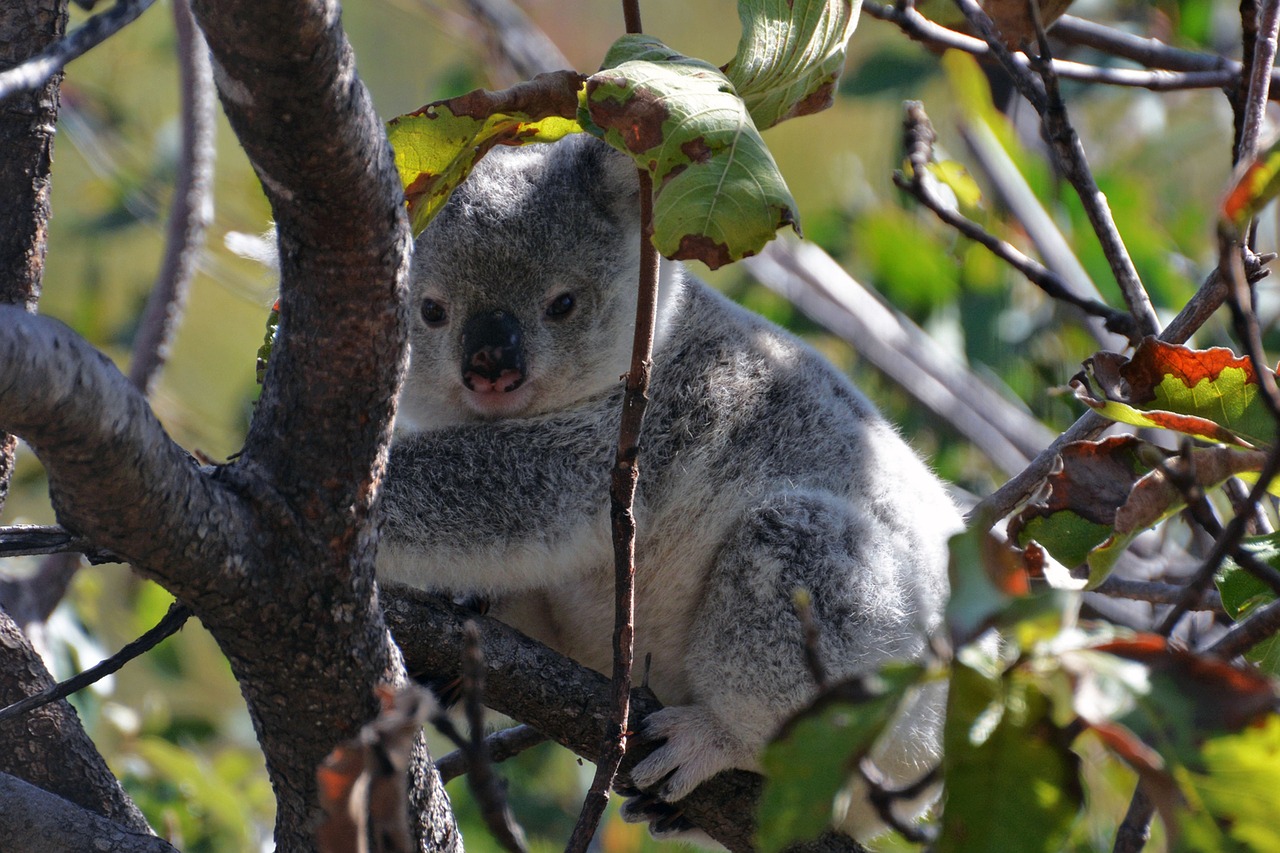 Koala Bear, Gamta, Linksma, Gyvūnas, Australia, Laukinis Gyvenimas, Mielas, Medis, Eukalipto Lapai Magnetinė Sala, Nemokamos Nuotraukos