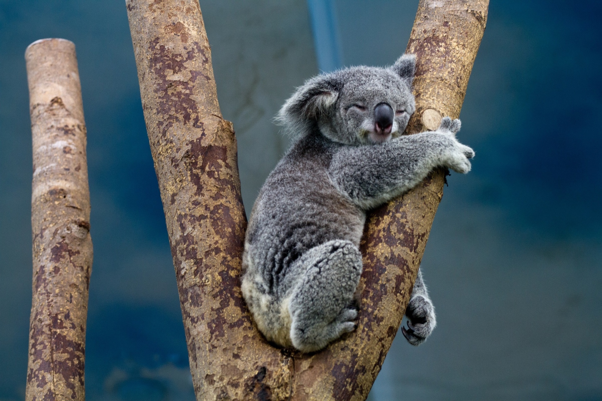 Koala & Nbsp,  Bear,  Miega,  Medis,  Napping,  Laukinė Gamta,  Gamta,  Mielas,  Pūkuotas,  Viešasis & Nbsp