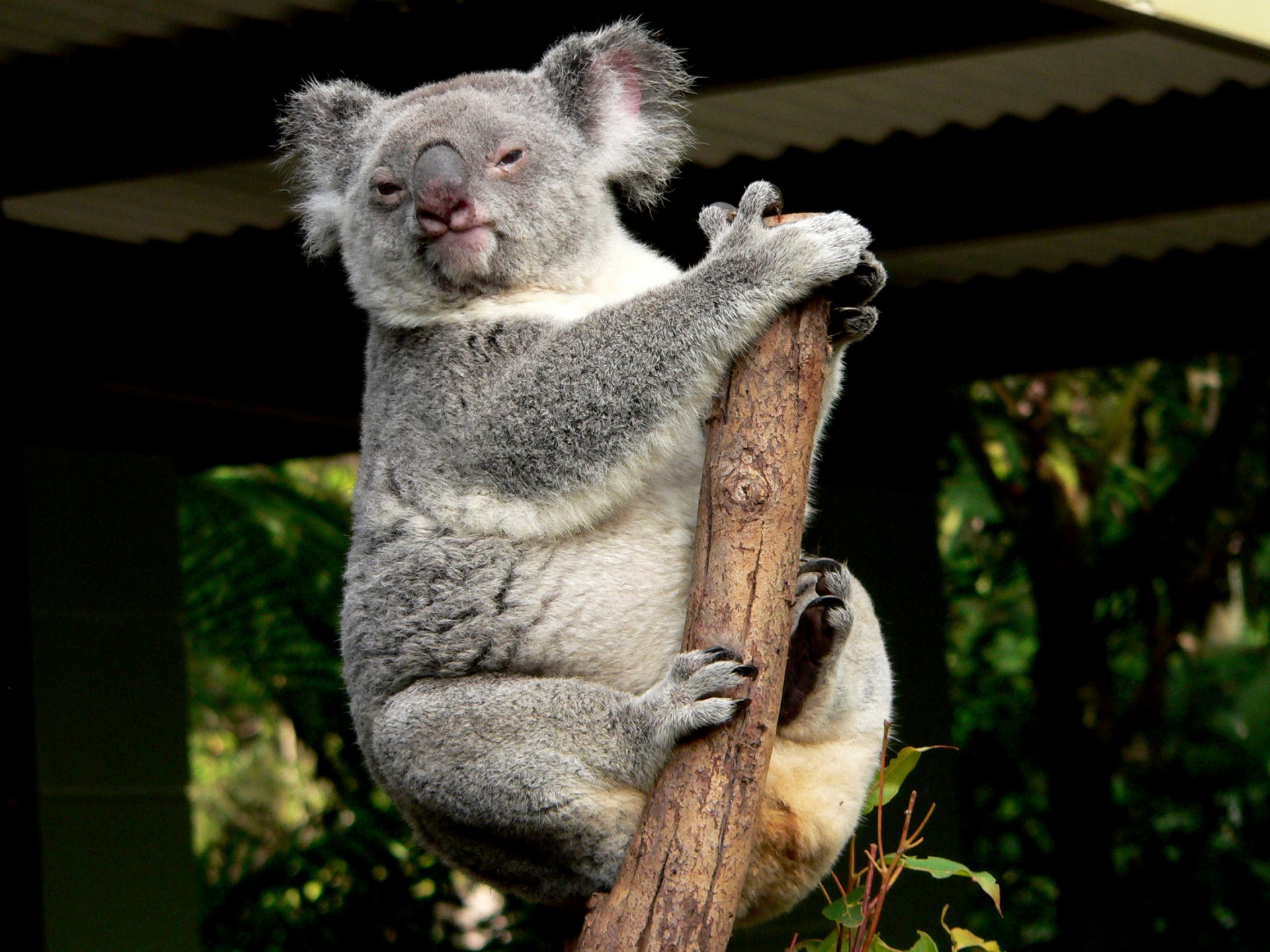 Koala,  Turėti,  Žiūri,  Medis,  Laukinė Gamta,  Gamta,  Mielas,  Pūkuotas,  Viešasis & Nbsp,  Domenas