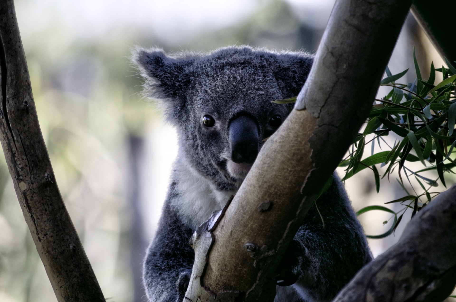 Koala & Nbsp,  Bear,  Turėti,  Laukinė Gamta,  Gyvūnas,  Žinduolis,  Mielas,  Koala Lydinys, Nemokamos Nuotraukos,  Nemokama Licenzija