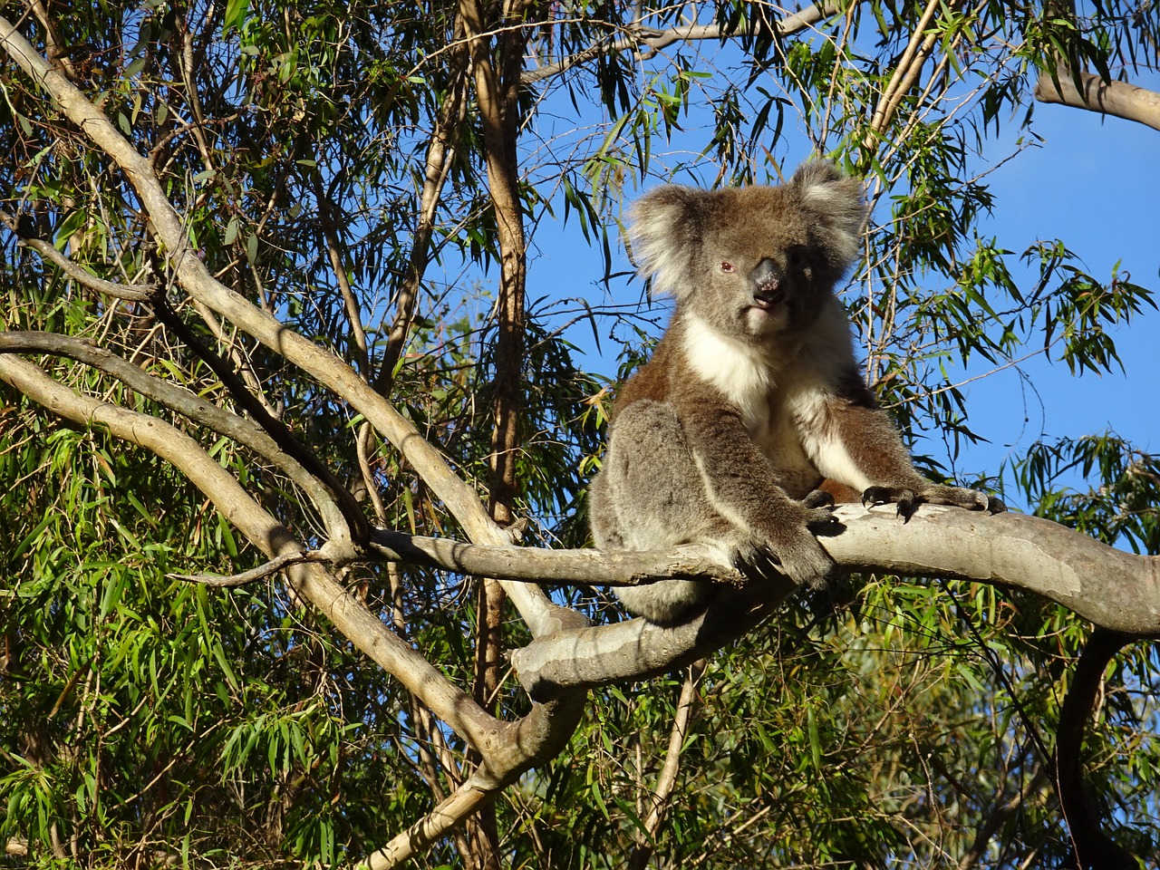 Koala Bear, Gawler Diapazonai, Uosto Lincoln, Lauke, Australia, Marsupial, Skliausteliuose, Eukalipto Medis, Mielas, Eukalipto Lapai