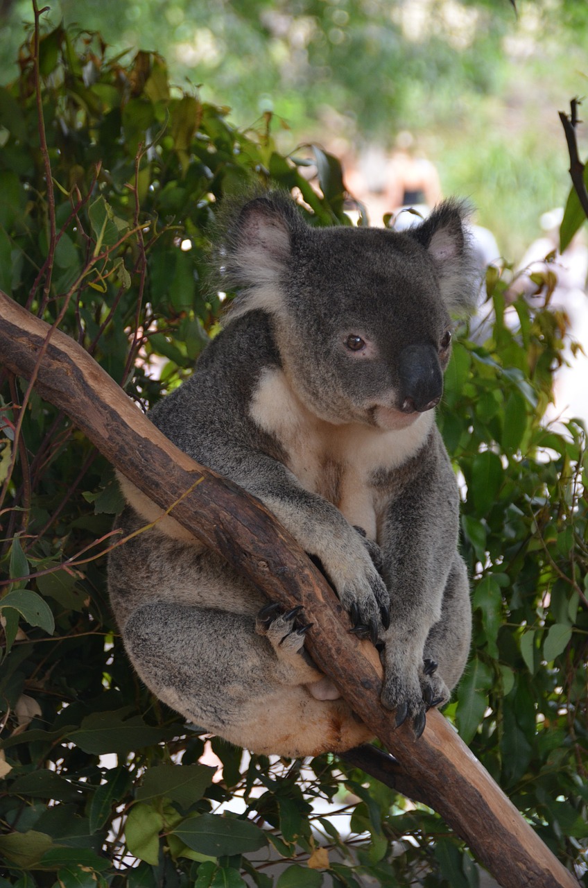 Koala Bear, Turėti, Gyvūnas, Mielas, Filialas, Atsipalaiduoti, Australia, Nemokamos Nuotraukos,  Nemokama Licenzija