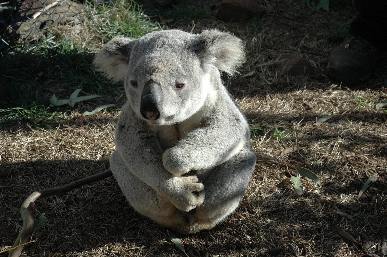 Koala Bear, Koala, Vietinis Gyvūnas, Australian, Turėti, Nemokamos Nuotraukos,  Nemokama Licenzija