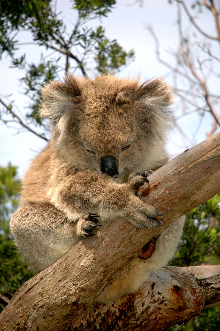 Koala Bear, Australijos Gimtoji Gyvūnas, Koala, Žolėdis, Linksma, Pūkuotas, Mielas, Nemokamos Nuotraukos,  Nemokama Licenzija