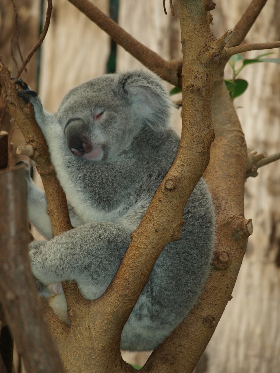 Koala Bear, Meškiukas, Turėti, Mielas, Zoologijos Sodas, Nemokamos Nuotraukos,  Nemokama Licenzija