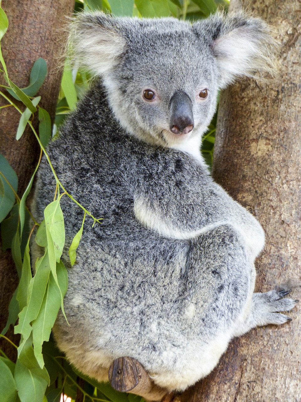 Koala Bear, Gyvūnas, Žinduolis, Mielas, Gamta, Laukinė Gamta, Eukaliptas, Australia, Nykstantis, Rūšis