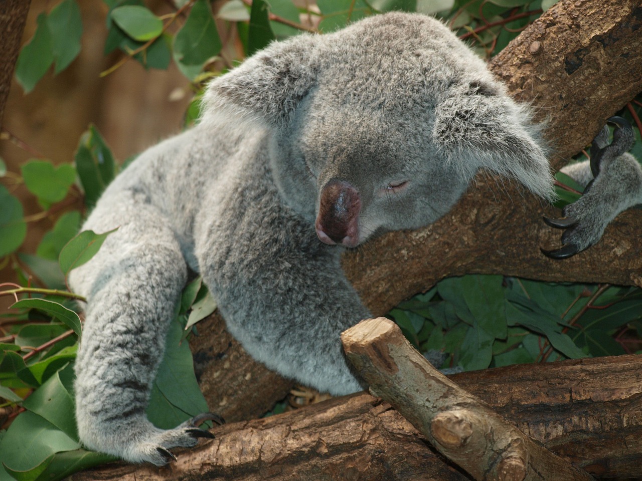 Koala Bear, Australia, Teddy, Miegoti, Tingus, Poilsis, Gyvūnas, Gamtos Apsauga, Gyvūnai, Nemokamos Nuotraukos