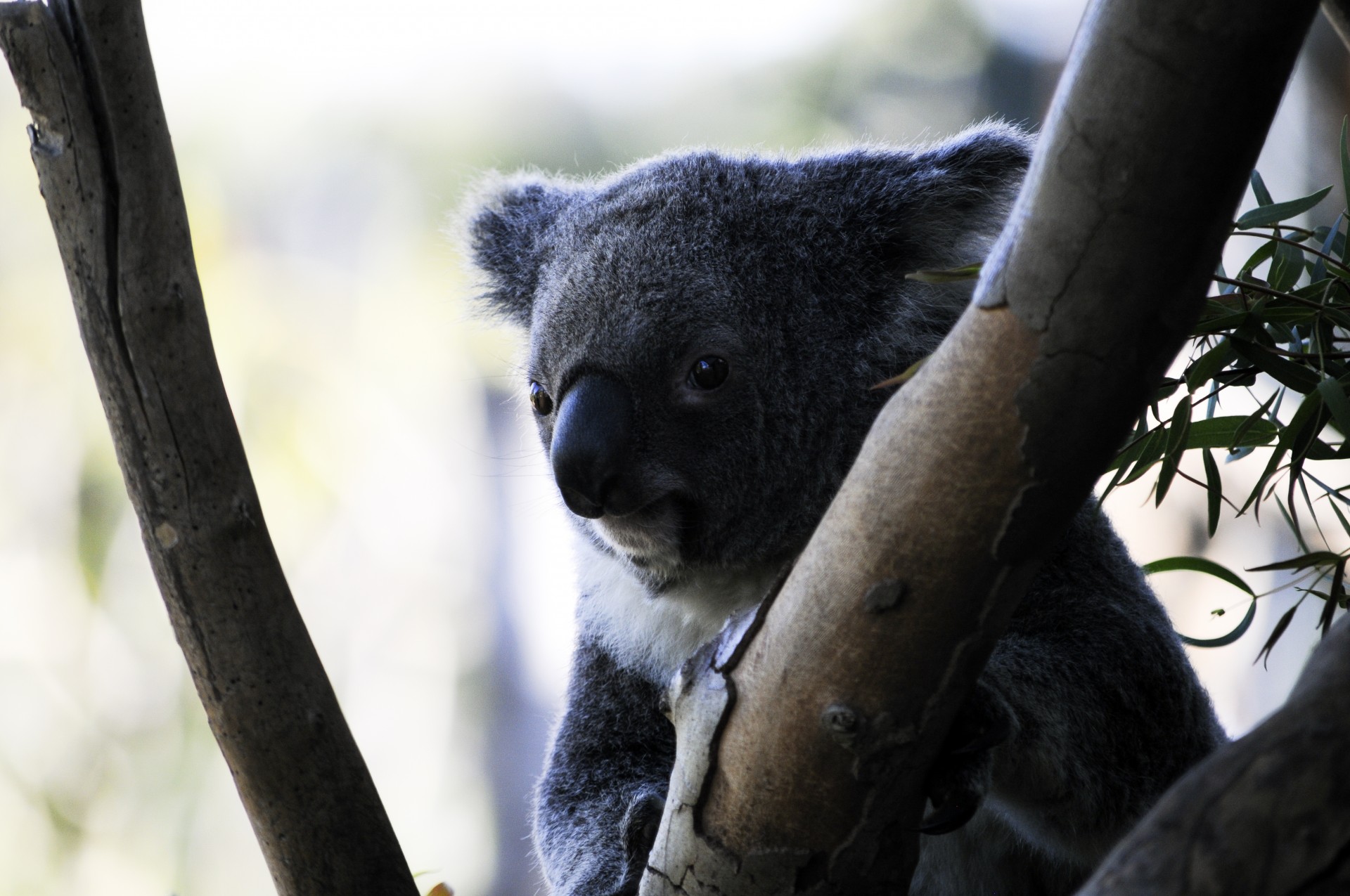 Koala & Nbsp,  Bear,  Turėti,  Gyvūnas,  Medis,  Bagažinė,  Laukinis & Nbsp,  Gyvūnas,  Supjaustyti,  Pūkuotas