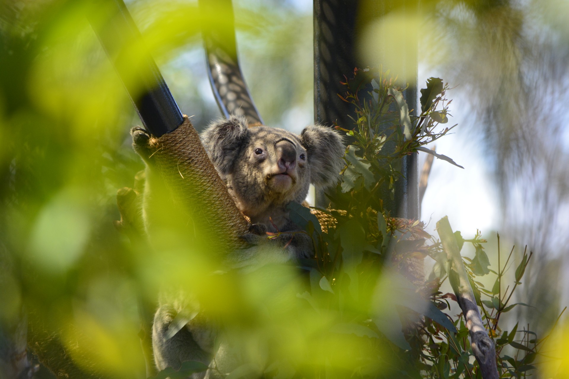 Koala,  Turėti,  Zoologijos Sodas,  Gamta,  Koala Lydinys, Nemokamos Nuotraukos,  Nemokama Licenzija