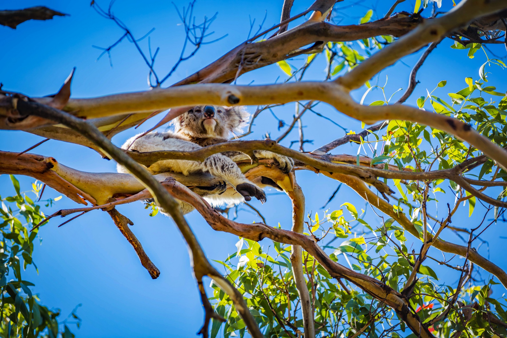Koala,  Australia,  Turėti,  Laukinė Gamta,  Gamta,  Medis,  Natūralus,  Viršūnė & Nbsp,  Otway,  Didelis & Nbsp