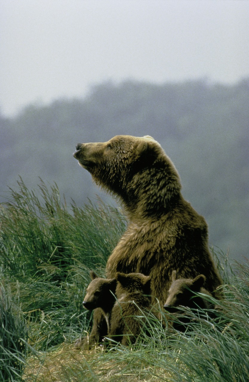 Kodiak Bear, Cubs, Neša, Žinduolis, Plėšrūnas, Laukinė Gamta, Laukiniai, Kailis, Gamta, Alaska