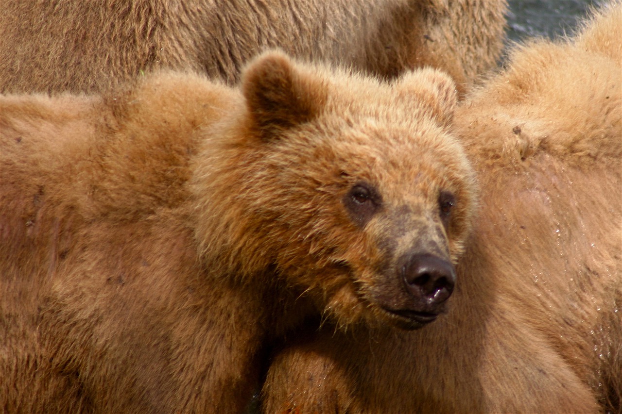 Kodiak Bear, Turėti, Plėšrūnas, Gyvūnas, Neša, Cub, Be Cub, Iš Arti, Laukinė Gamta, Žinduoliai