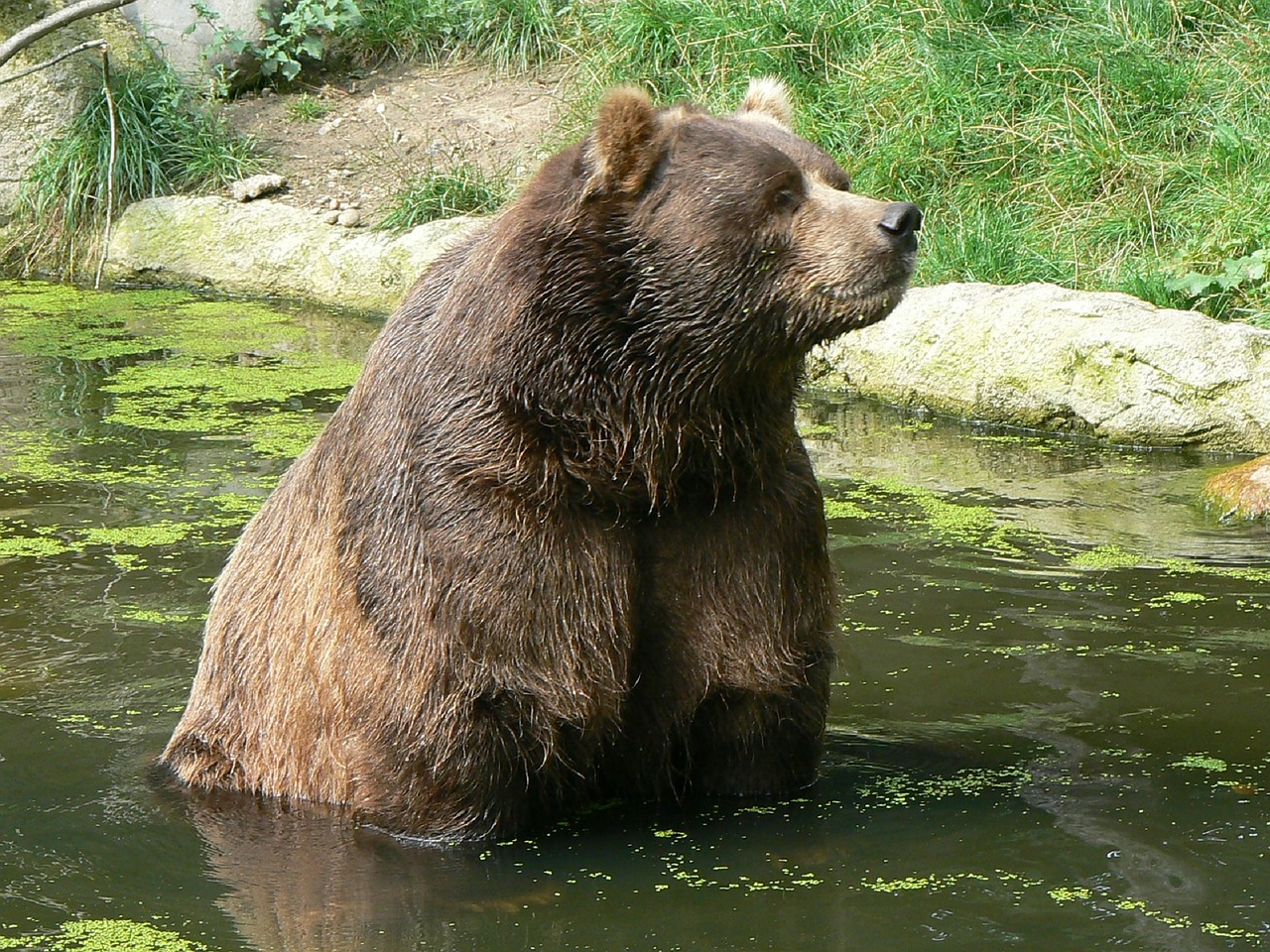 Kodiak Bear,  Suaugęs,  Portretas,  Laukinė Gamta,  Gamta,  Ieškojau,  Dykuma,  Kailis,  Vanduo,  Pūkuotas