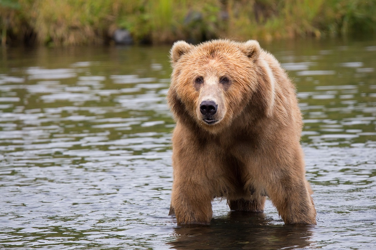 Kodiak Brown Bear, Suaugęs, Portretas, Laukinė Gamta, Gamta, Ieškojau, Dykuma, Kailis, Vanduo, Pūkuotas