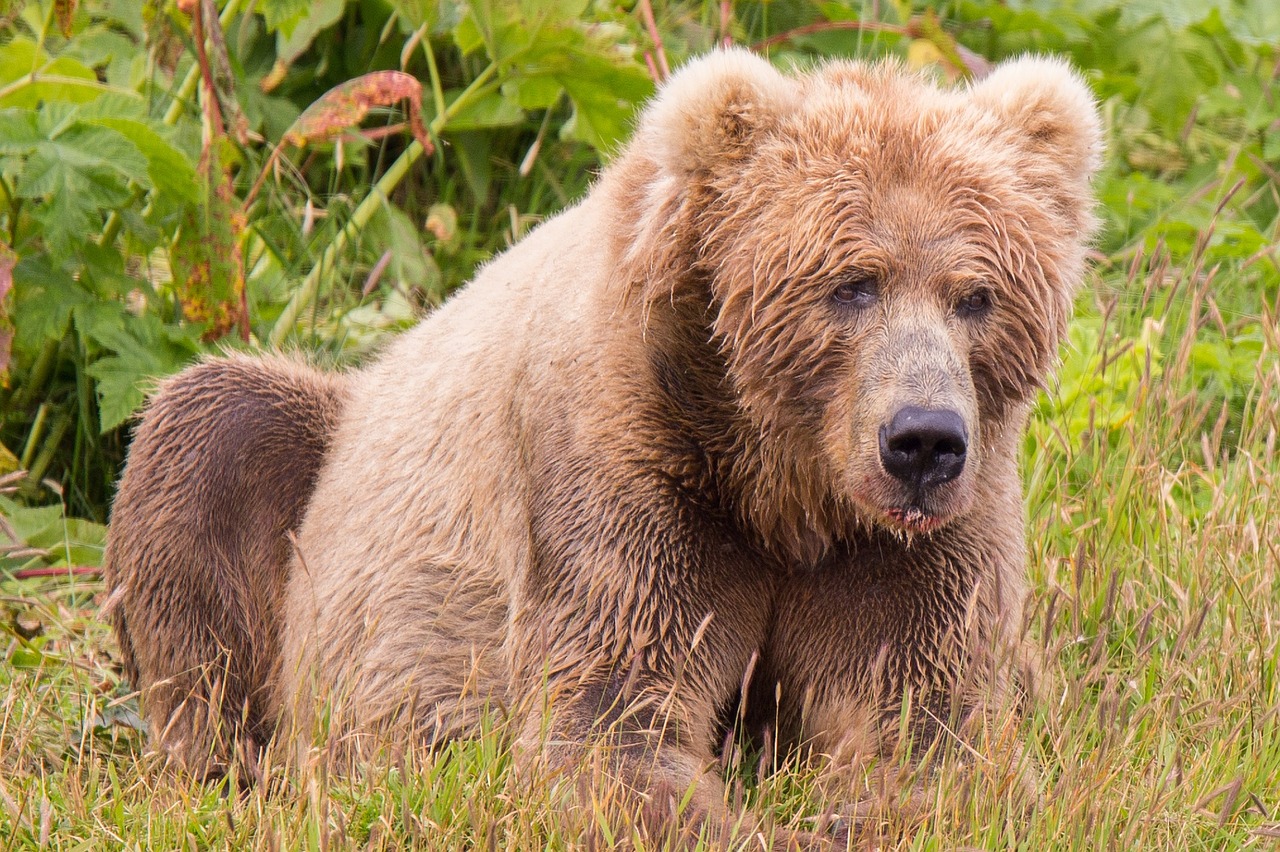 Kodiak Brown Bear, Žinduolis, Plėšrūnas, Laukinė Gamta, Laukiniai, Kailis, Gamta, Alaska, Usa, Gyvūnas