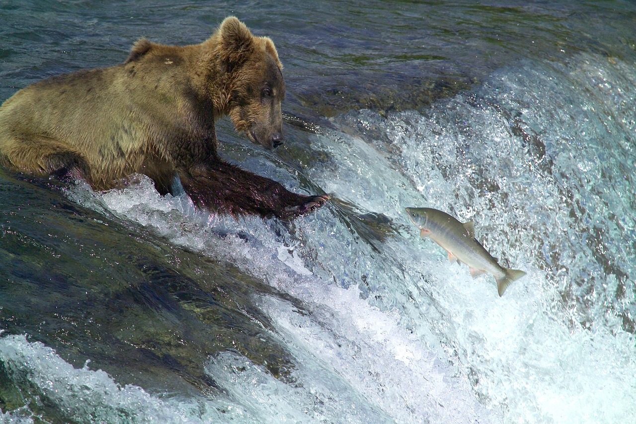 Kodiak Brown Bear, Žvejyba, Vanduo, Stovintis, Laukinė Gamta, Gamta, Plėšrūnas, Portretas, Žuvis, Dykuma