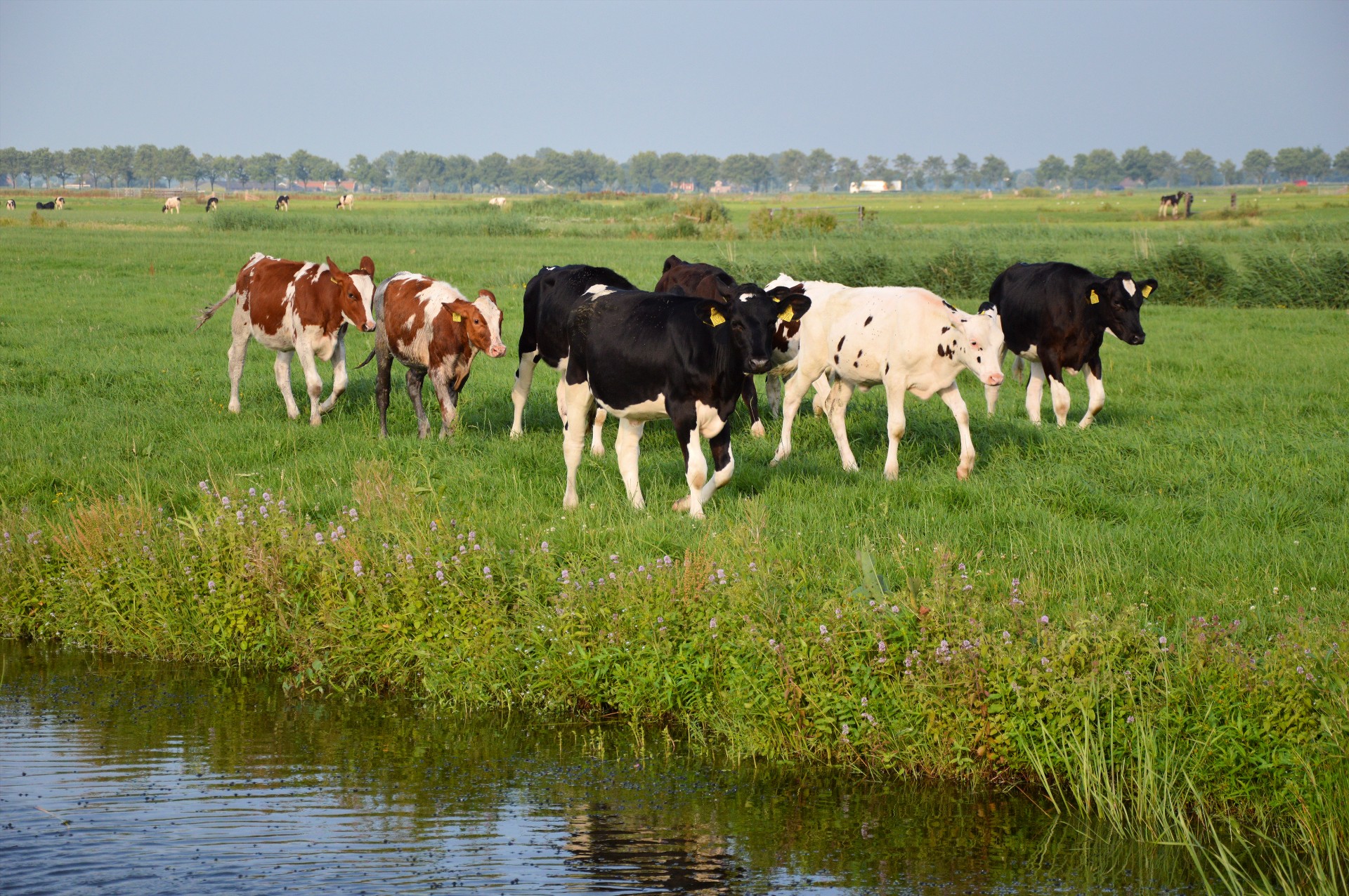 Karvė,  Bulius,  Ūkis,  Gyvūnas,  Gamta,  Ganykla,  Žolė,  Karvės, Nemokamos Nuotraukos,  Nemokama Licenzija