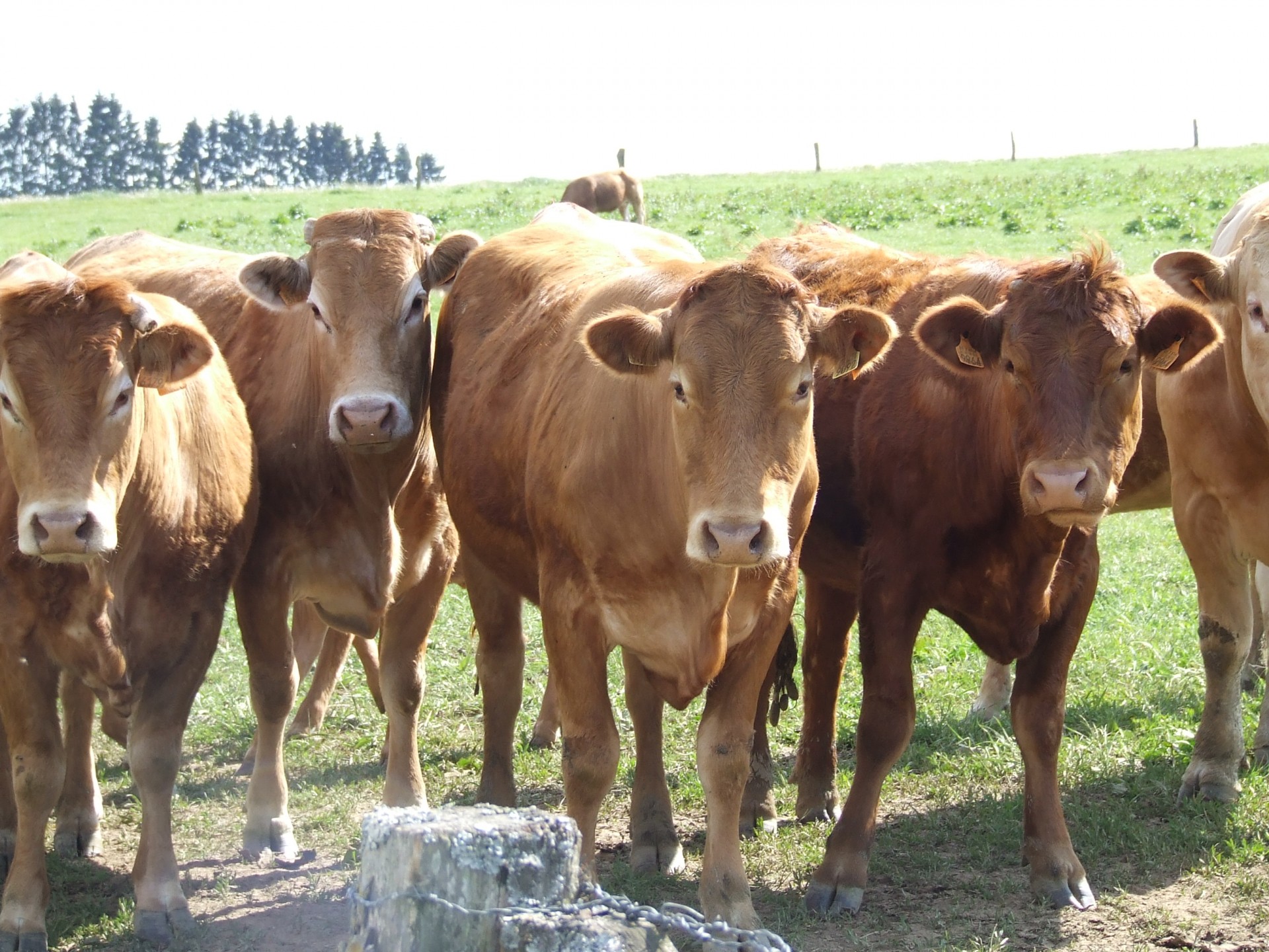 Karvės,  Ruda,  Karvės, Nemokamos Nuotraukos,  Nemokama Licenzija