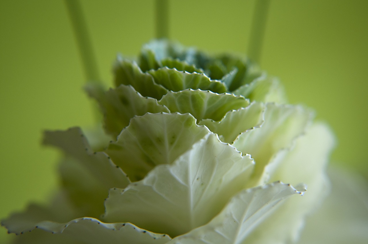 Kohl, Žiedas, Žydėti, Gėlė, Gamta, Augalas, Uždaryti, Gėlių Žiedai, Kopūstų Gėlė, Balta