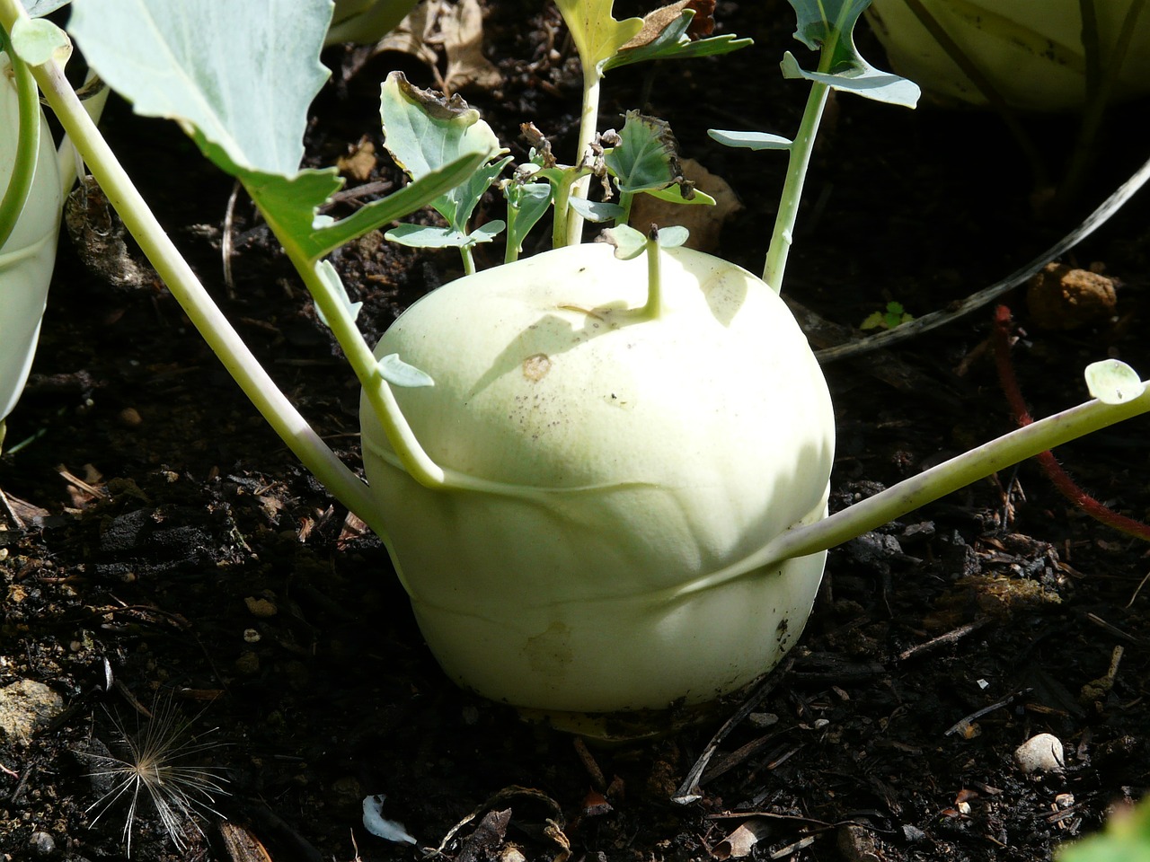 Koprabi, Daržovės, Ropė, Kohl, Brassica Oleracea, Viršutiniai Kolagiai, Viršutiniai Runkeliai, Ruebkohl, Kamieninė Ropė, Swede Rutabaga