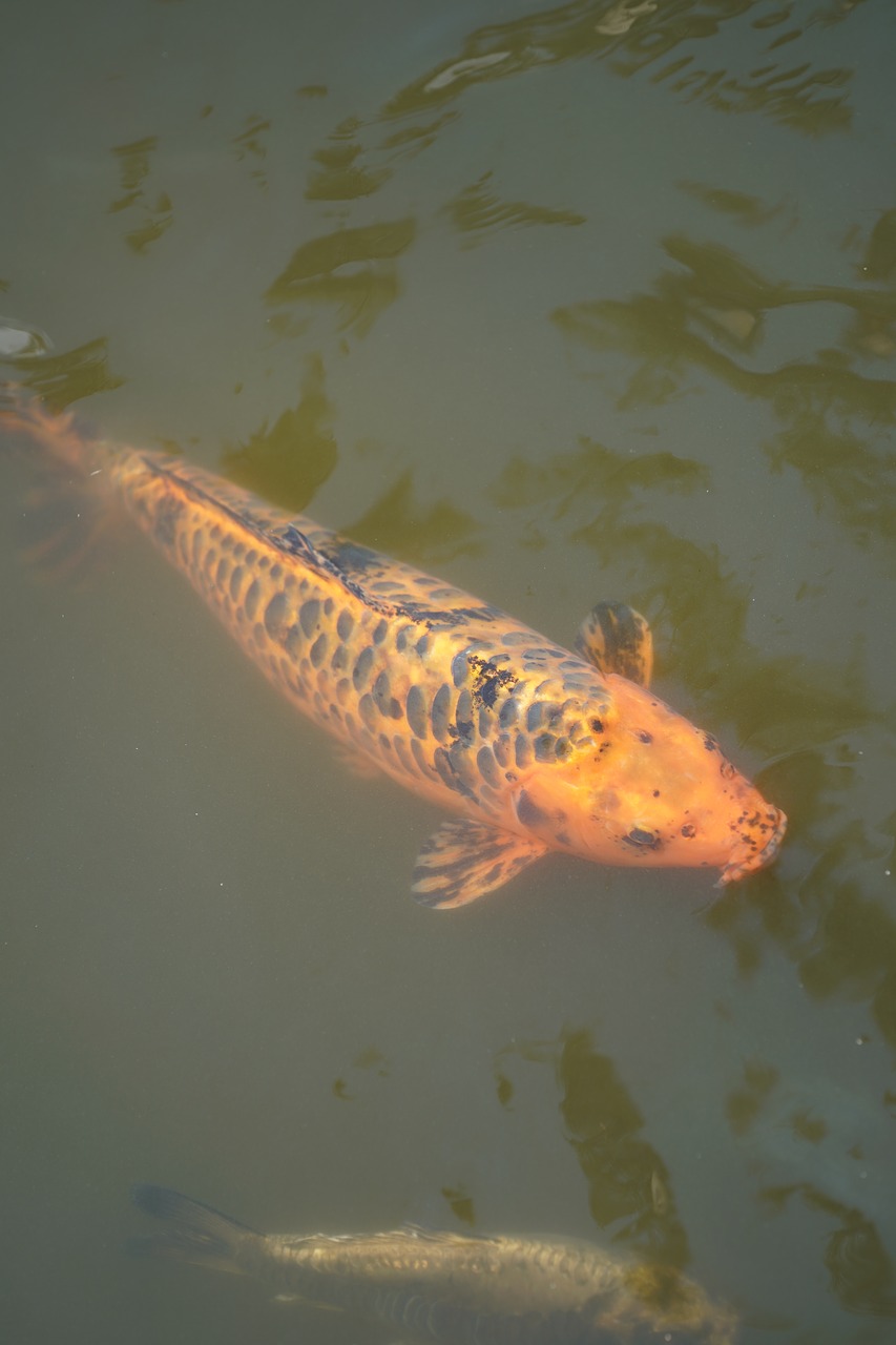 Koi, Žuvis, Vanduo, Karpis, Tvenkinys, Koi Karpis, Plaukti, Vandens Paviršius, Sodo Tvenkinys, Oranžinė