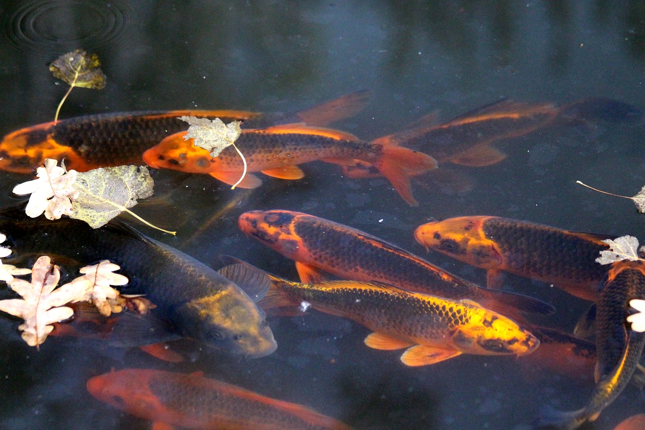 Koi,  Karpiai,  Koi Karpiai,  Žuvis,  Nuraminti,  Taika,  Ruduo,  Geltona Lapai,  Nukritę Lapai,  Sausi Lapai