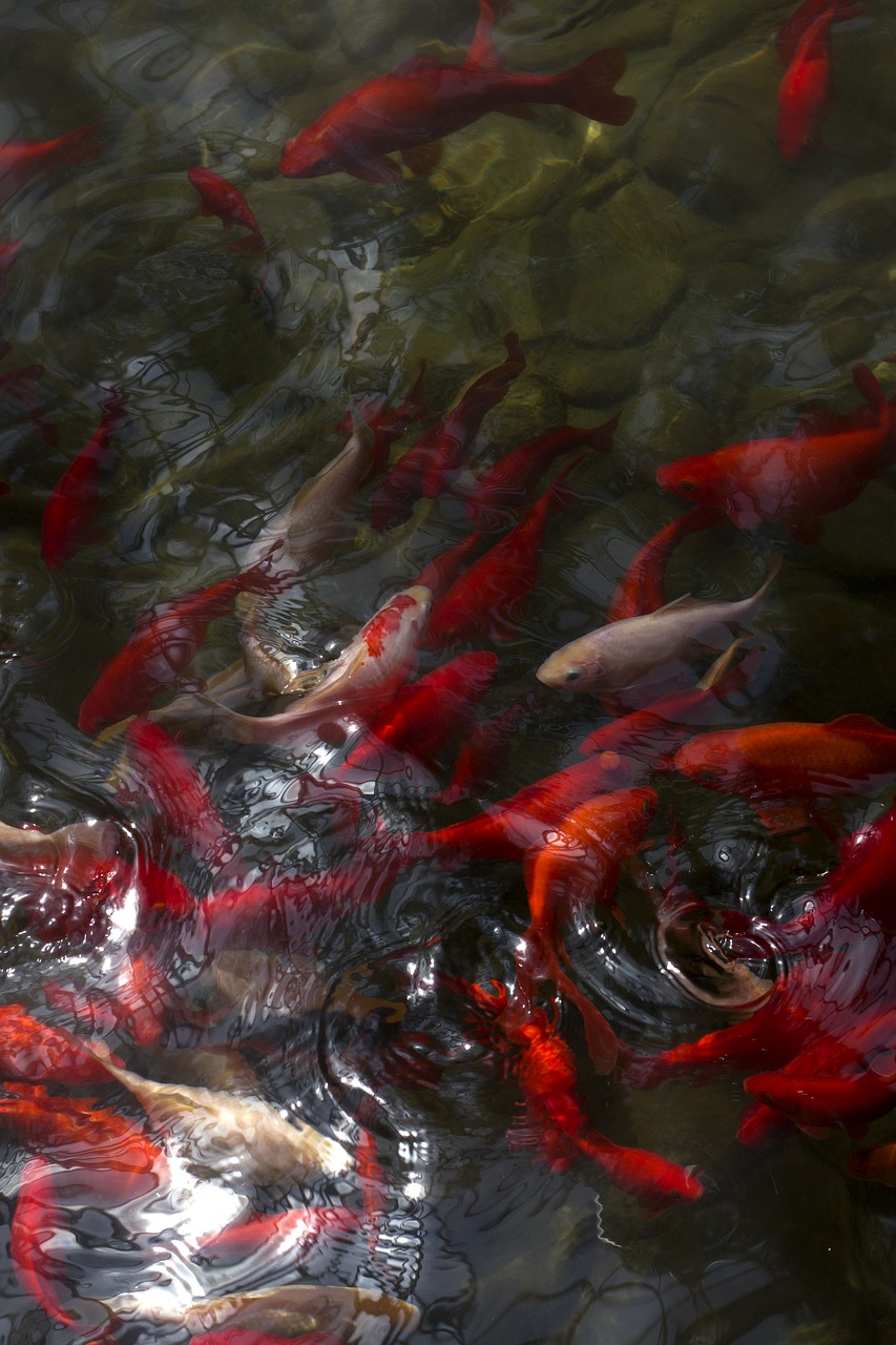 Koi,  Karpiai,  Žuvis,  Tvenkinys,  Vandens,  Karpio Spiečius,  Kinija Vėjo,  Baseinas,  Sekluma Žuvų,  Senovė