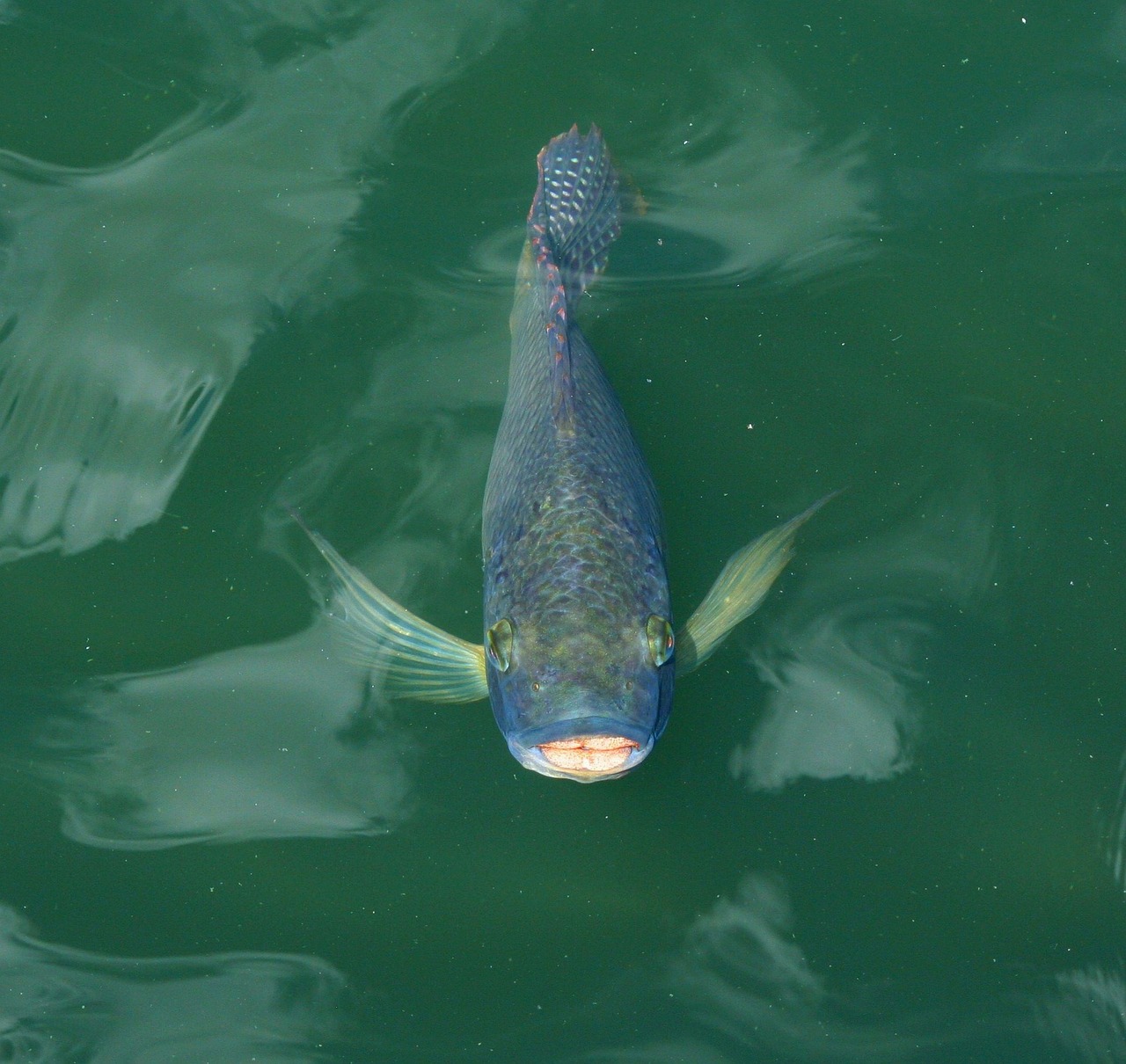 Koi, Karpis, Žuvis, Plaukti, Tvenkinys, Japanese, Rytietiškas, Fauna, Nemokamos Nuotraukos,  Nemokama Licenzija