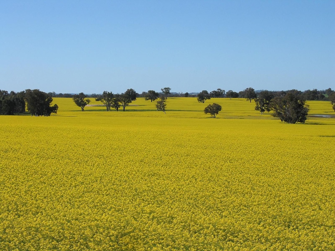 Kojonup, Šalia, Pasėlių, Canola, Upė, Peizažai, Gamta, Nemokamos Nuotraukos,  Nemokama Licenzija