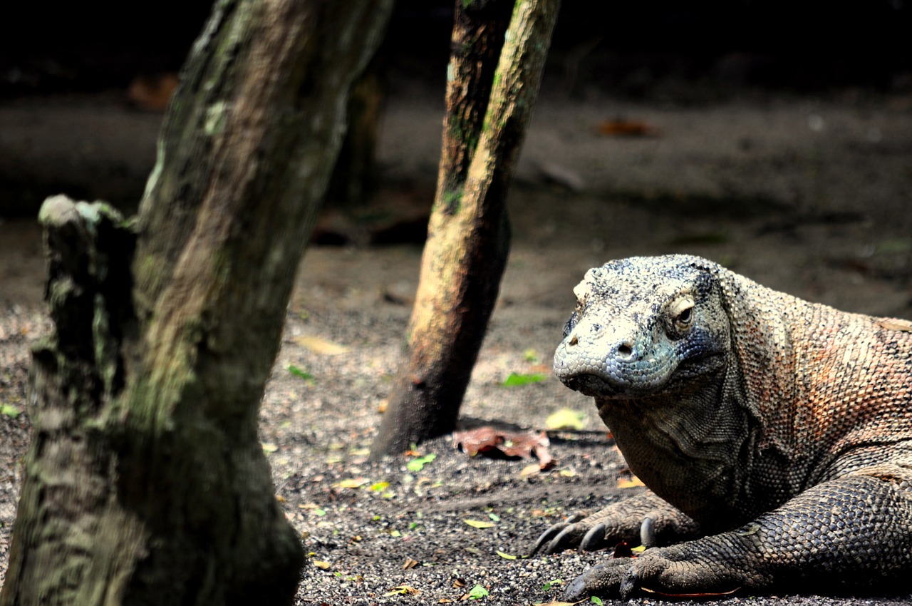 Komodo, Drakonas, Driežas, Ropliai, Laukiniai, Indonezija, Komodoensis, Pavojingas, Didelis, Mėsėdis