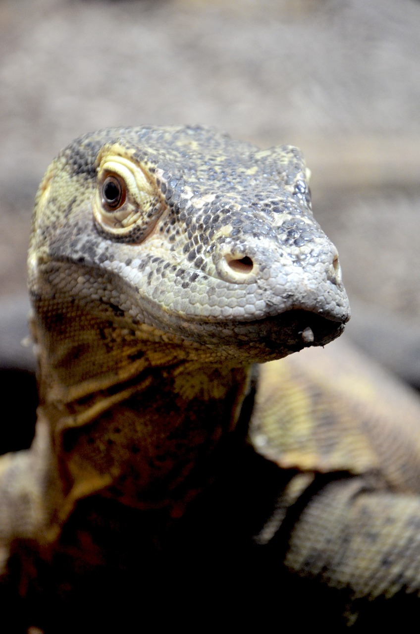 Komodo Drakonas, Sala Komodo, Liežuvis, Sugadintojai, Stebėti, Milžiniška Driežas, Pavojingas, Nykstantis, Mėsėdžiai Dinozaurai, Driežas