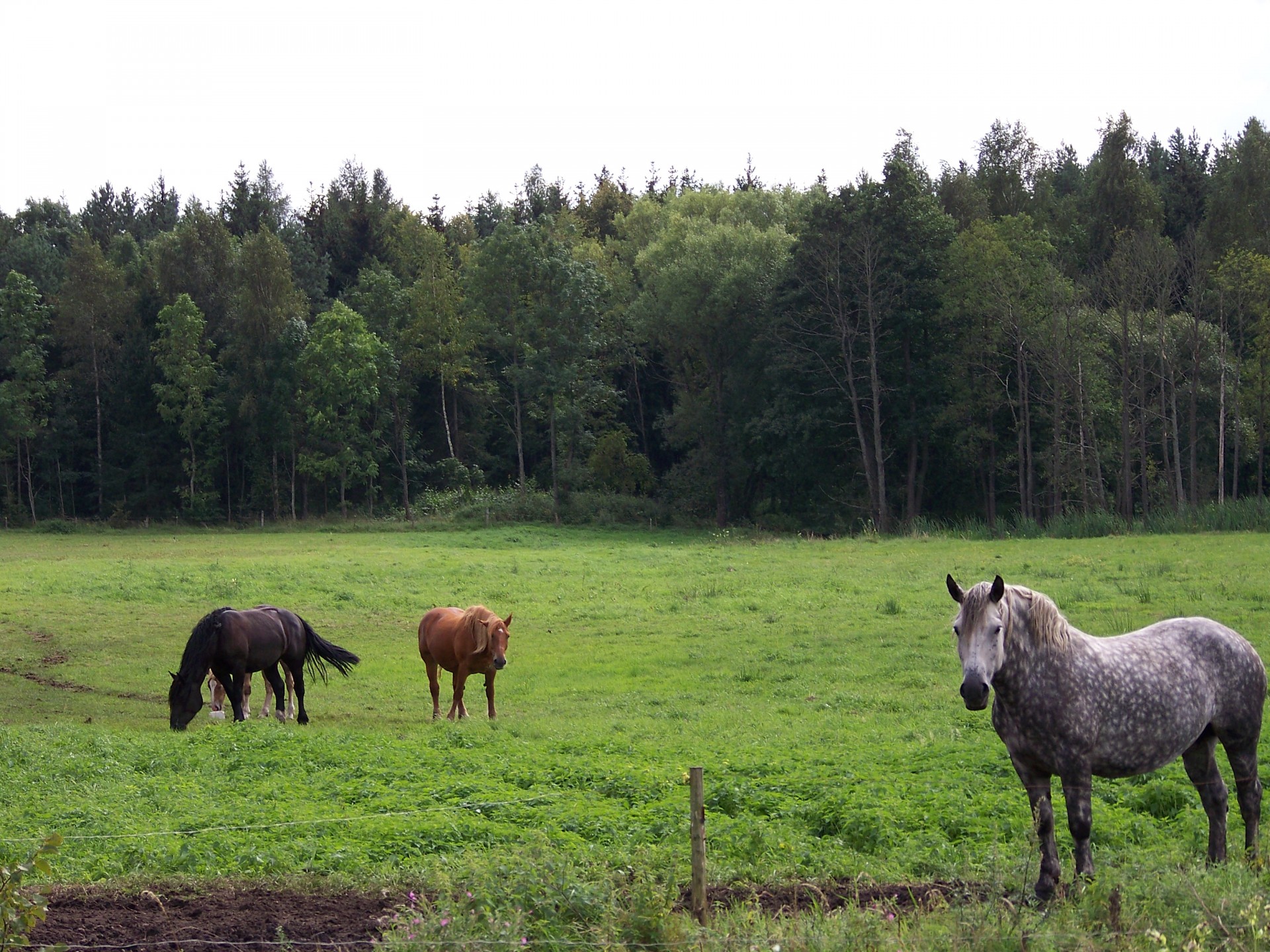 Arkliai,  Arklys,  Lenkija,  Kruklanki & Nbsp,  Masuria,  Gamta,  Kaimas,  Arkliai, Nemokamos Nuotraukos,  Nemokama Licenzija