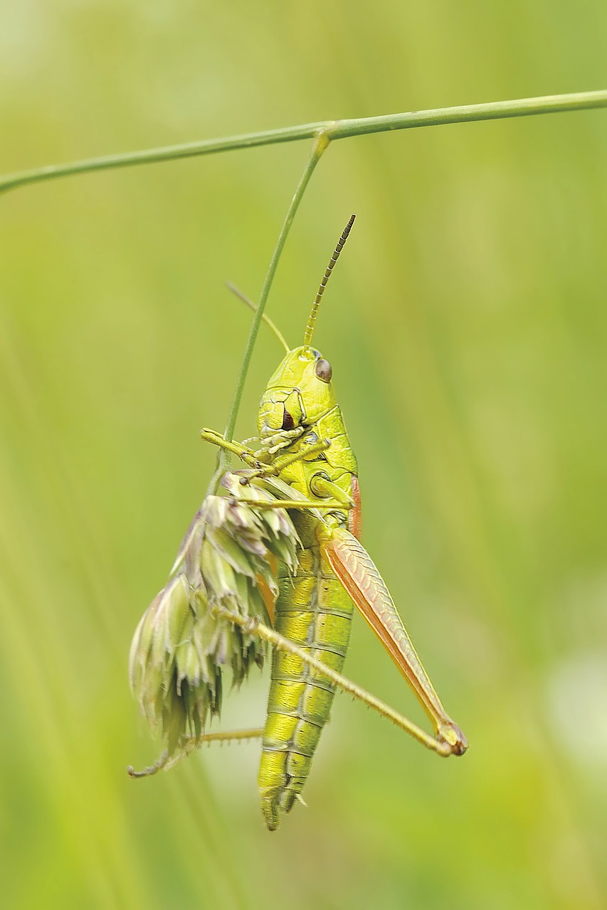 Konik, Žiogas, Vabzdys, Makro, Nemokamos Nuotraukos,  Nemokama Licenzija