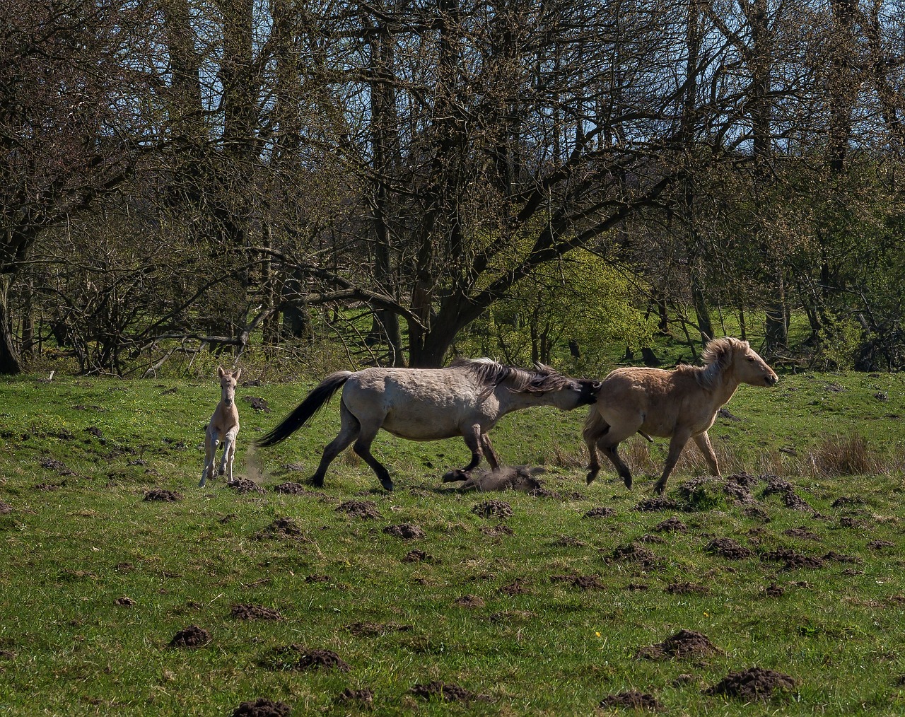 Konik,  Laukinis Arklys,  Arklys,  Kumeliukas,  Įkandimas,  Gyvūnas,  Mane, Nemokamos Nuotraukos,  Nemokama Licenzija