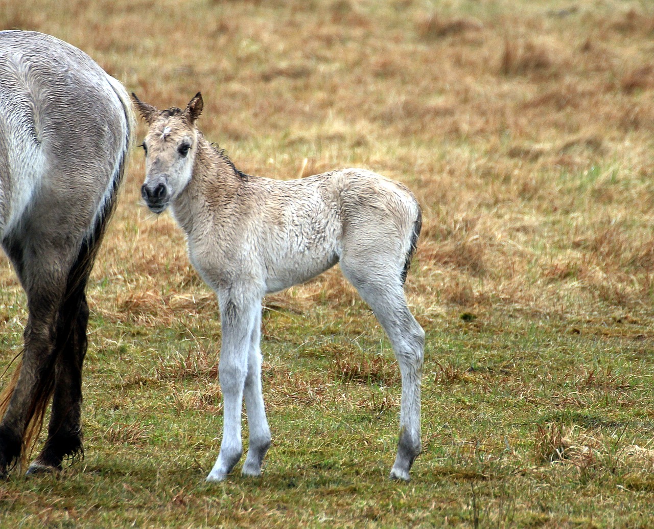 Konik Arkliai, Kumeliukas, Jūrų Pėstininkai, Ponis Veislė, Poniai, Nemokamos Nuotraukos,  Nemokama Licenzija