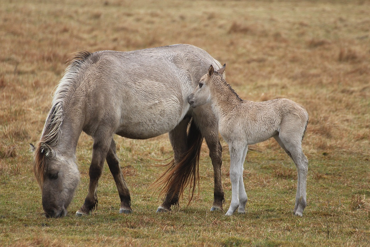 Konik Arkliai,  Kumeliukas,  Jūrų Pėstininkai,  Ponis Veislė,  Poniai, Nemokamos Nuotraukos,  Nemokama Licenzija