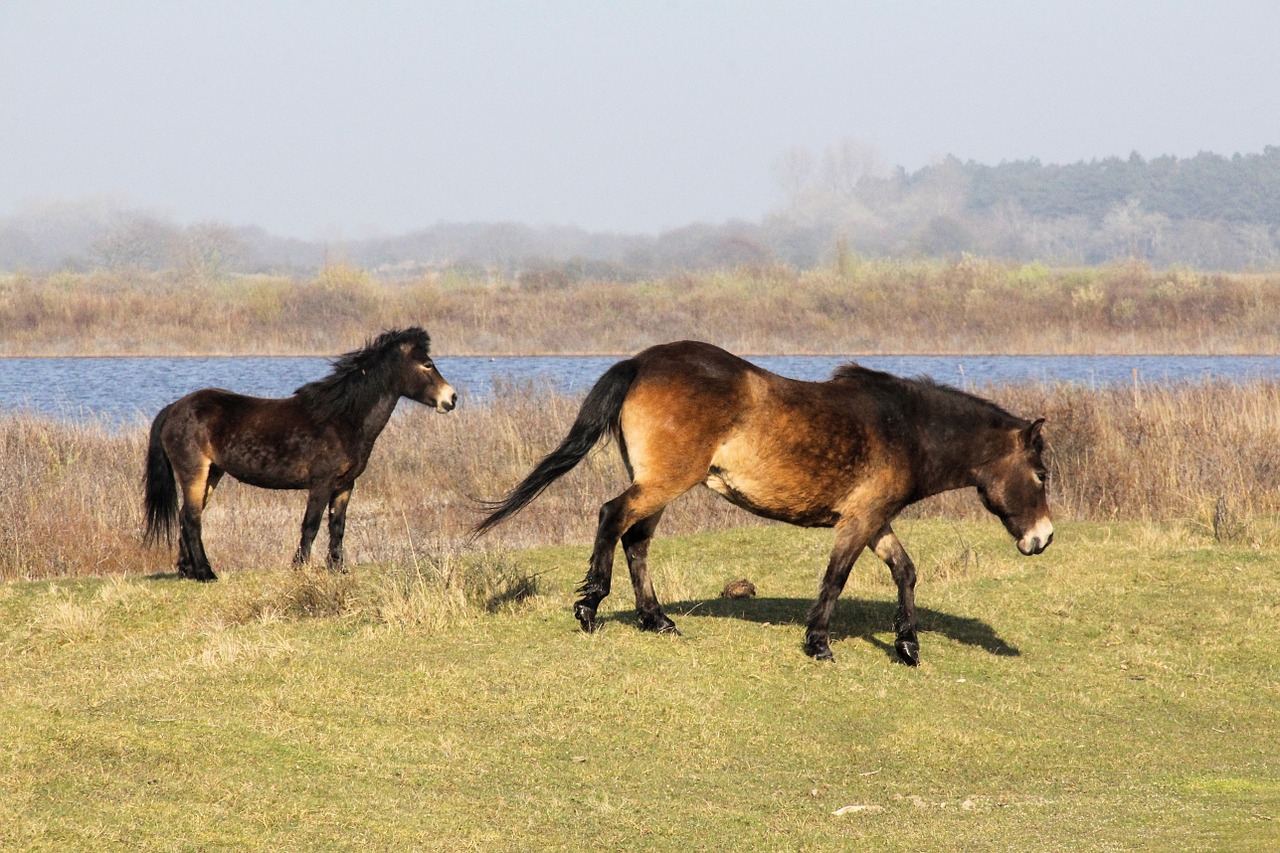 Konikspaard,  Kumeliukas,  Kennemerland, Nemokamos Nuotraukos,  Nemokama Licenzija