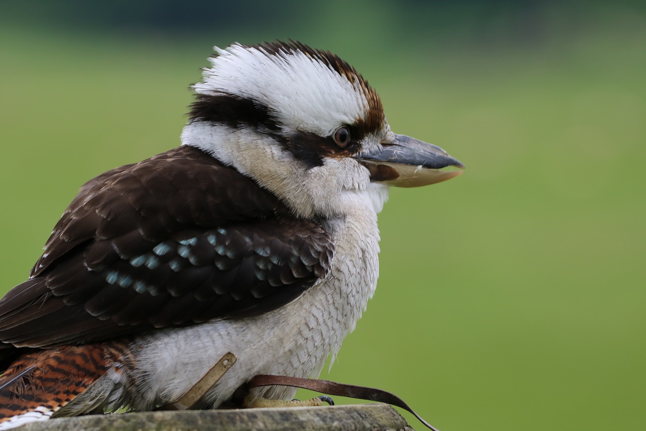 Kookaburra, Mielas Paukštis, Plunksnos, Laukinė Gamta, Egzotiškas, Žirgynas, Mėlynoji Sparnuota Kookaburra, Juokiantis Kookaburra, Mielas, Nemokamos Nuotraukos